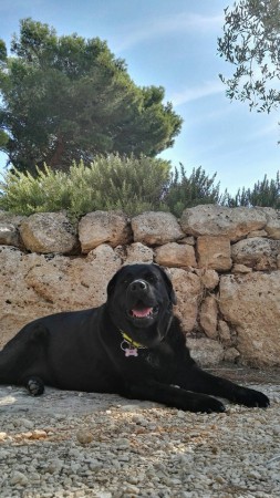 Siska in Puglia presso Masseria Rocca Pampina